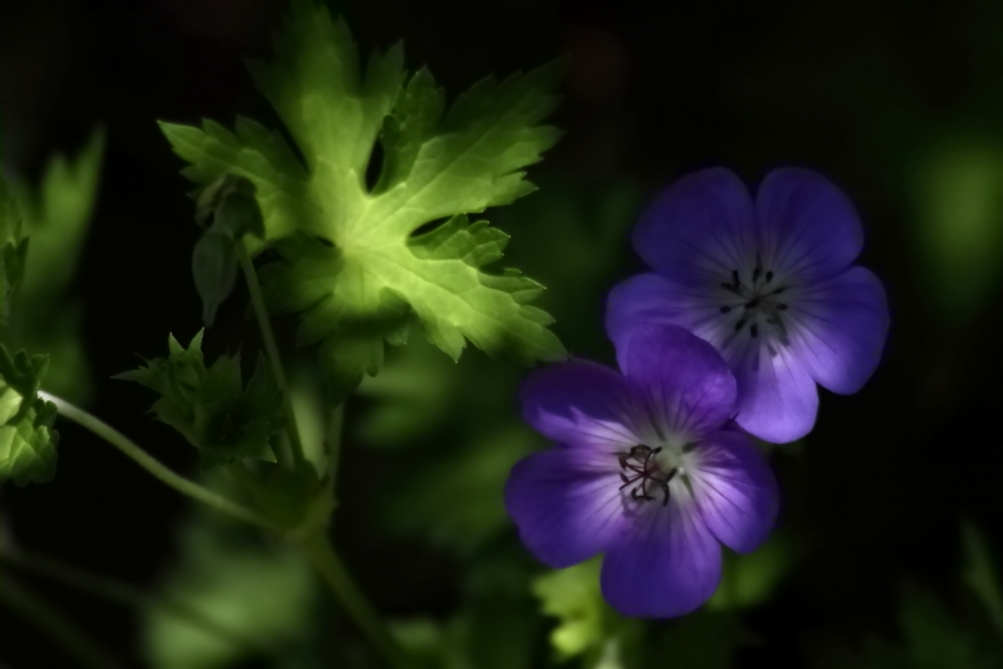 2013 06 15 IMG 10795e